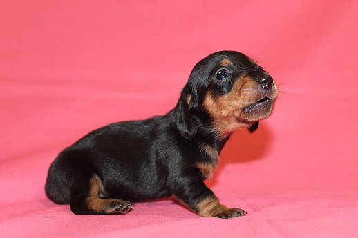 Guntners mini hot sale dachshunds